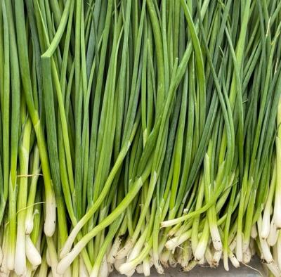 лук зеленый в