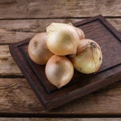 Лук репчатый ферма