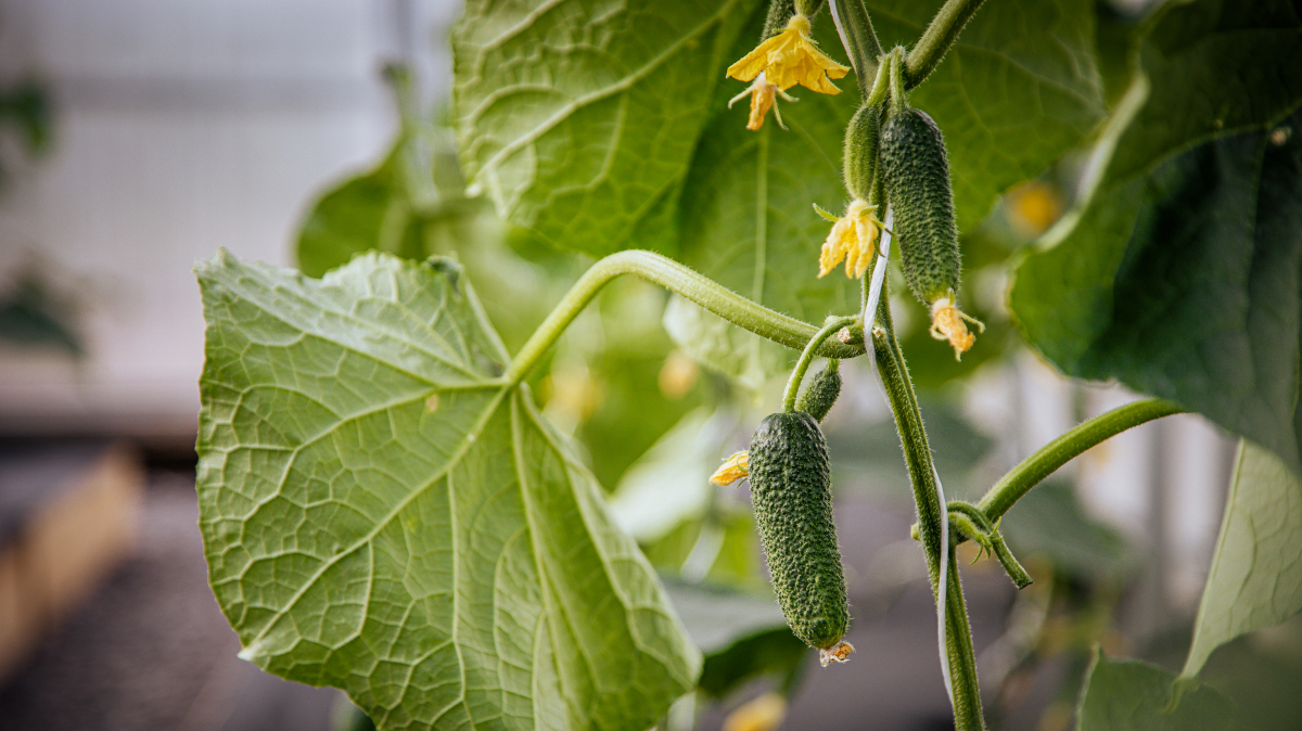Как сохранить максимум витаминов при готовке овощей Как сохранить максимум витаминов при готовке овощей