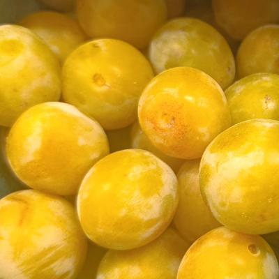 plum-yellow