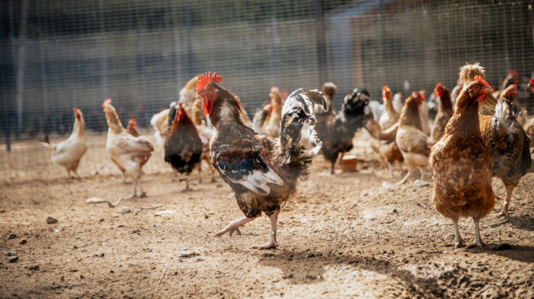 Фермерская курица: как готовить и чем она полезна