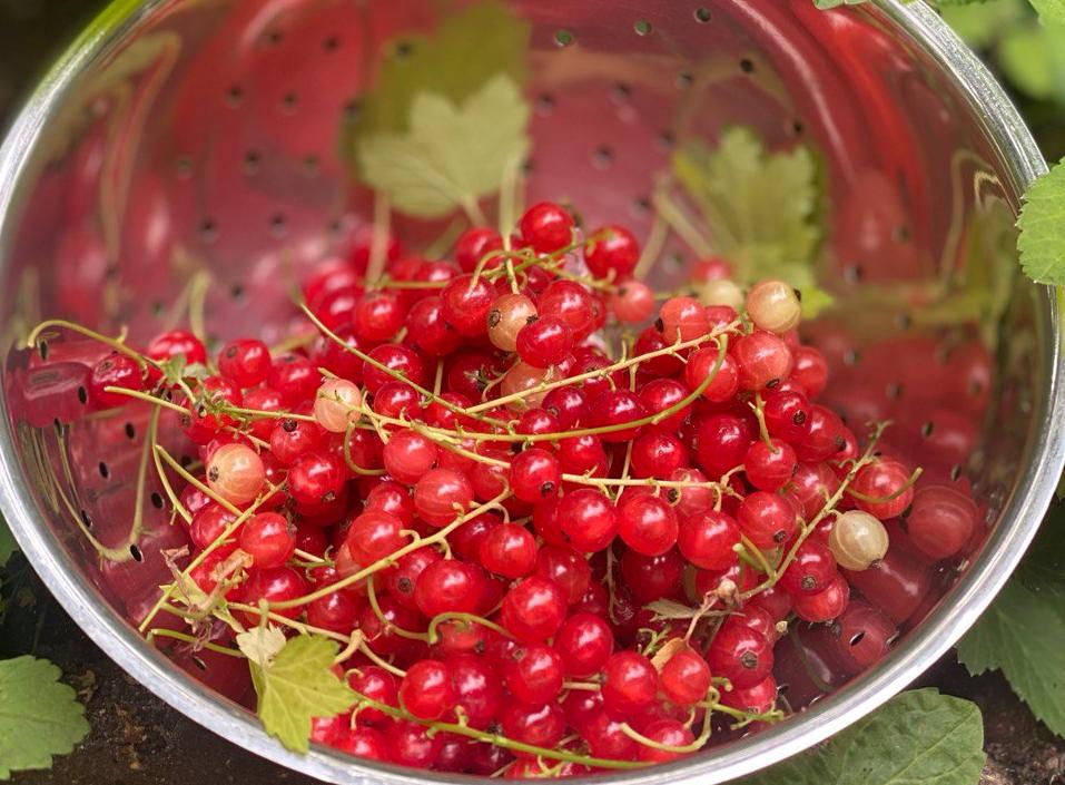 Летние ягоды: секреты вкусных и полезных ягодных миксов Летние ягоды: секреты вкусных и полезных ягодных миксов