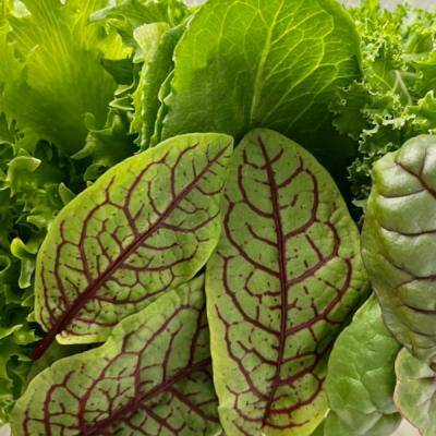 mix-salat-green-element