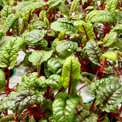 mangold-green-element