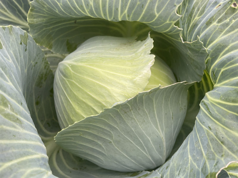 Фермерские овощи с доставкой