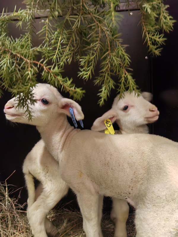 МСТ-жиры: секрет пользы козьего и овечьего молока