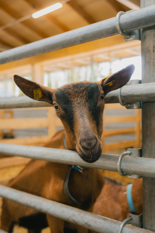 Можно ли новорожденным козье молоко? Разбираемся с мифами и фактами