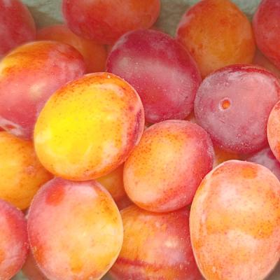 plum-rose