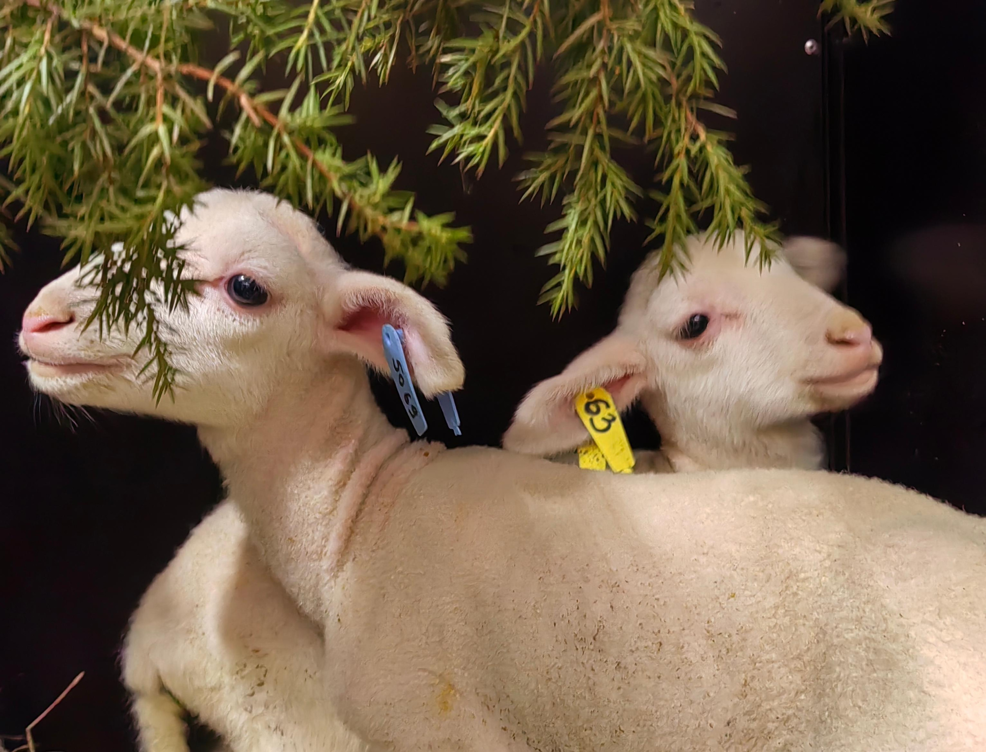 МСТ-жиры: секрет пользы козьего и овечьего молока МСТ-жиры: секрет пользы козьего и овечьего молока