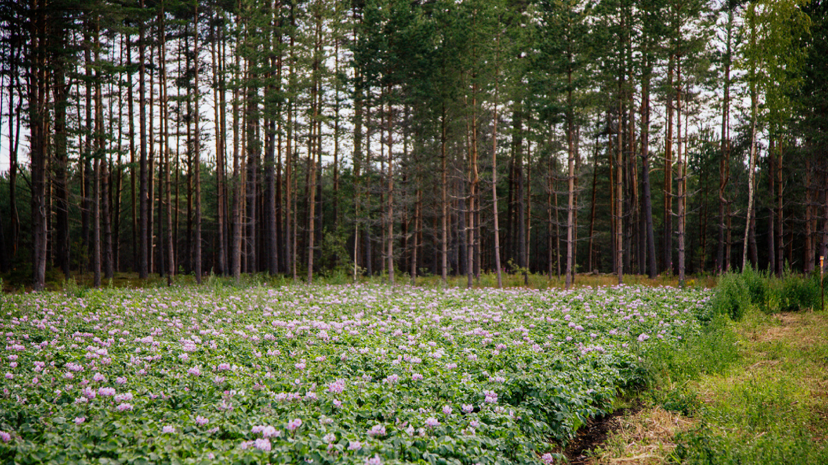7 фермерских продуктов, без которых лето — не лето (и что из них приготовить) 7 фермерских продуктов, без которых лето — не лето (и что из них приготовить)