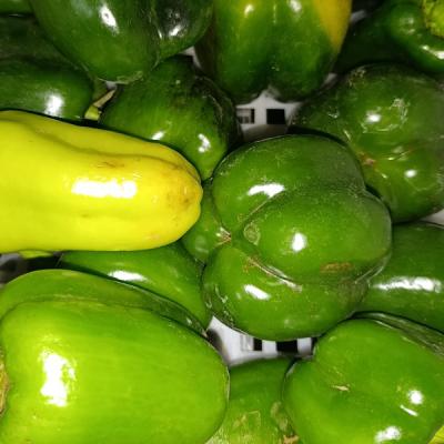perez-dolma