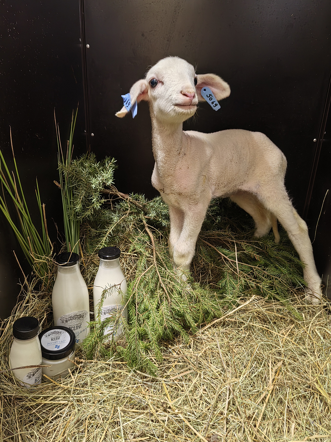 На ферме «Гастродачи Вселуг» прибавление