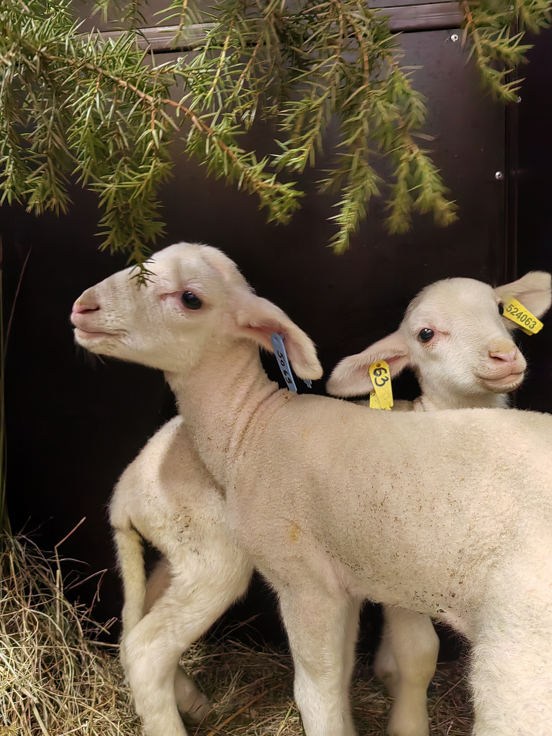 На ферме «Гастродачи Вселуг» прибавление