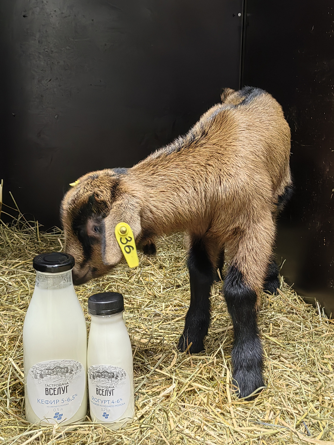 На ферме «Гастродачи Вселуг» прибавление