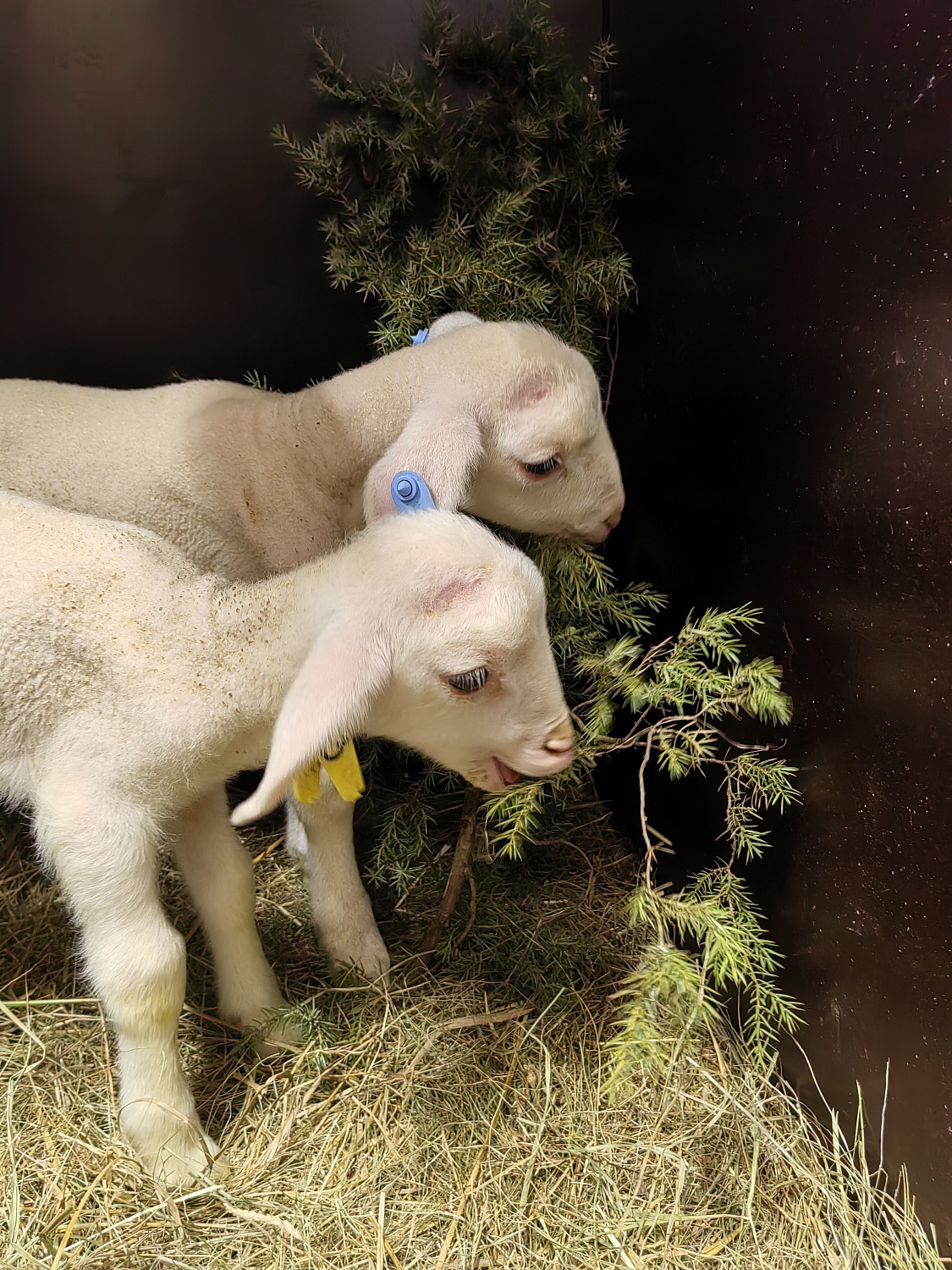 На ферме «Гастродачи Вселуг» прибавление