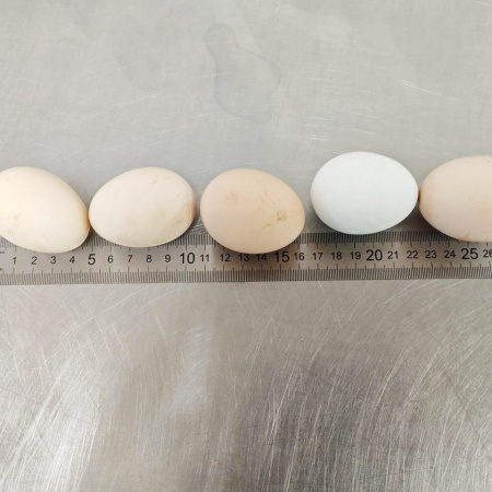 ZIMG_20250606_125136_134_2