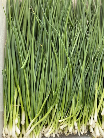 лук зеленый