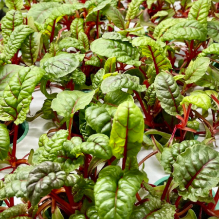 mangold-green-element